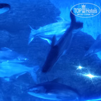 фото из отзыва ID 2727980