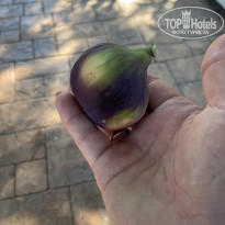 фото из отзыва ID 2730241