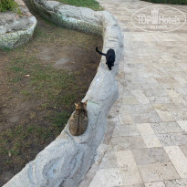 фото из отзыва ID 2730336