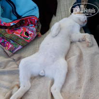 фото из отзыва ID 2730594