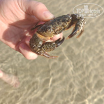 фото из отзыва ID 2730624