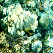 фото из отзыва ID 2730647