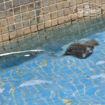 фото из отзыва ID 2730713