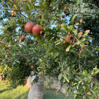 фото из отзыва ID 2730002