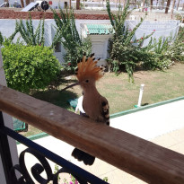 фото из отзыва ID 2730827