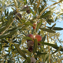 фото из отзыва ID 2730863