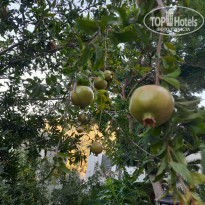 фото из отзыва ID 2730910