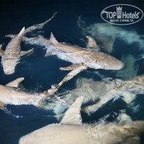 фото из отзыва ID 2730822