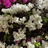 фото из отзыва ID 2730919
