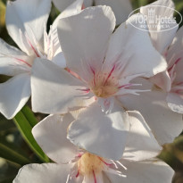 фото из отзыва ID 2730299