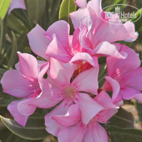 фото из отзыва ID 2730299