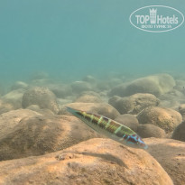 фото из отзыва ID 2731358