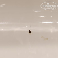 фото из отзыва ID 2731364