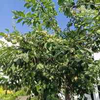 фото из отзыва ID 2731387