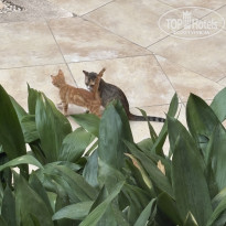 фото из отзыва ID 2731609