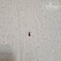 фото из отзыва ID 2731872