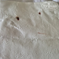 фото из отзыва ID 2732086