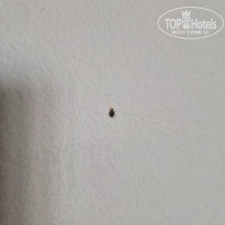 фото из отзыва ID 2732086