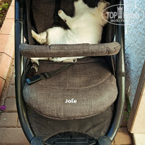 фото из отзыва ID 2732122