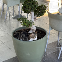 фото из отзыва ID 2732123