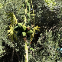 фото из отзыва ID 2732424