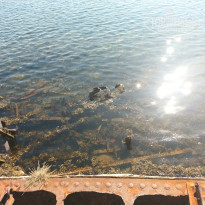 фото из отзыва ID 2732650