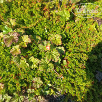 фото из отзыва ID 2732650