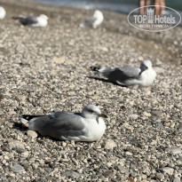 фото из отзыва ID 2733009