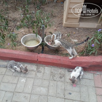 фото из отзыва ID 2733162