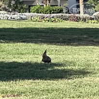 фото из отзыва ID 2733326