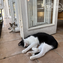 фото из отзыва ID 2733551