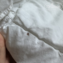 фото из отзыва ID 2733574