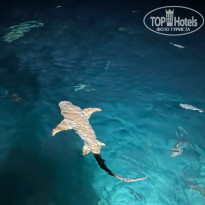 фото из отзыва ID 2733497