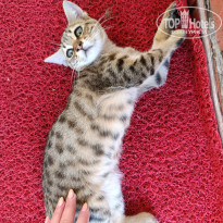 фото из отзыва ID 2733610