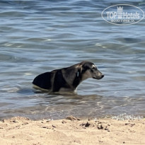 фото из отзыва ID 2733583