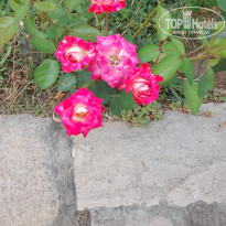 фото из отзыва ID 2733698