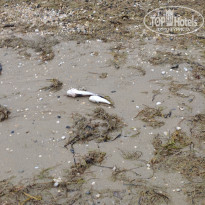 фото из отзыва ID 2733963