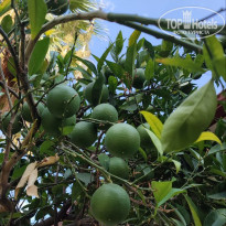 фото из отзыва ID 2733968