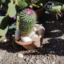 фото из отзыва ID 2734465