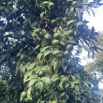 фото из отзыва ID 2734707