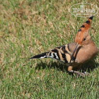 фото из отзыва ID 2734716