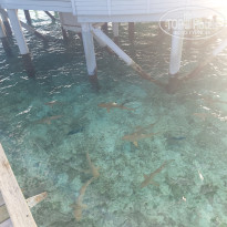 фото из отзыва ID 2734759