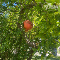 фото из отзыва ID 2734846