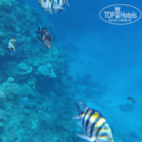 фото из отзыва ID 2734905