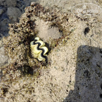 фото из отзыва ID 2731032