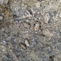 фото из отзыва ID 2731032