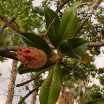 фото из отзыва ID 2735042