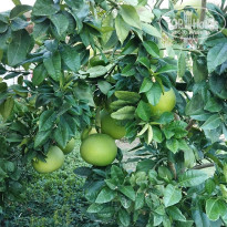 фото из отзыва ID 2735052