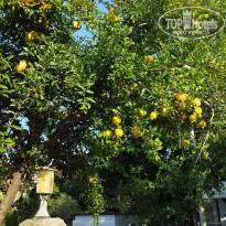 фото из отзыва ID 2735052