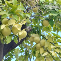 фото из отзыва ID 2735118